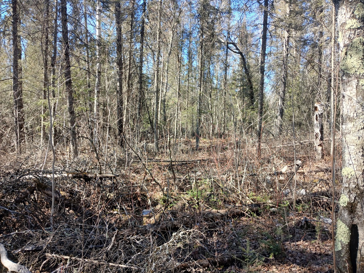 Balsam Fir Deer Beeding