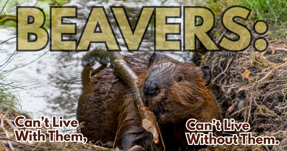 Beavers: Can’t Live with Them, Can’t Live without Them? 