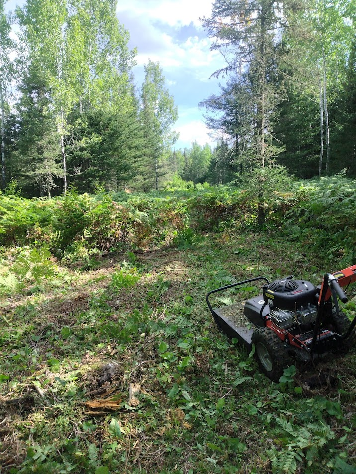 Brush cutting for deer