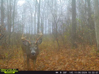 Trail Cam