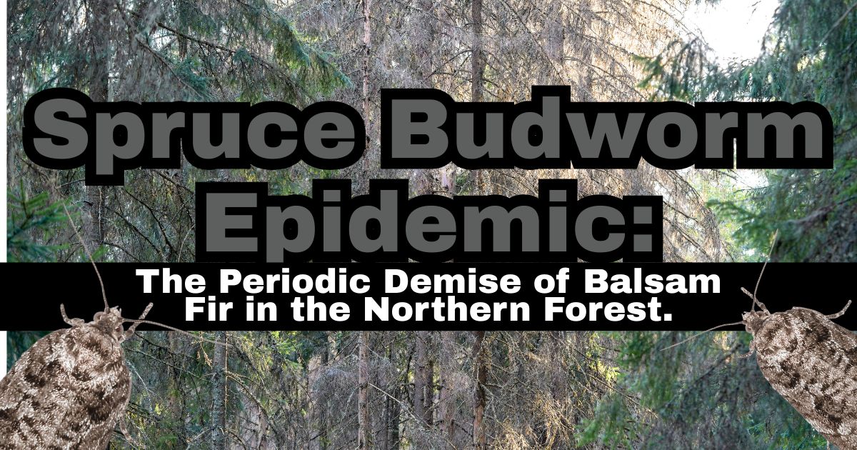 spruce budworm