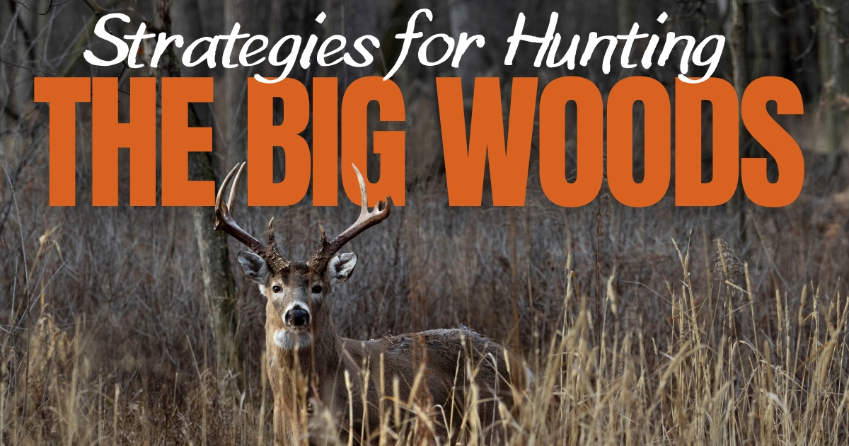 Deer Hunting Minnesota Big Woods