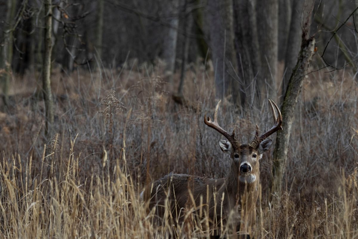 Whitetail Deer Buck Minnesota